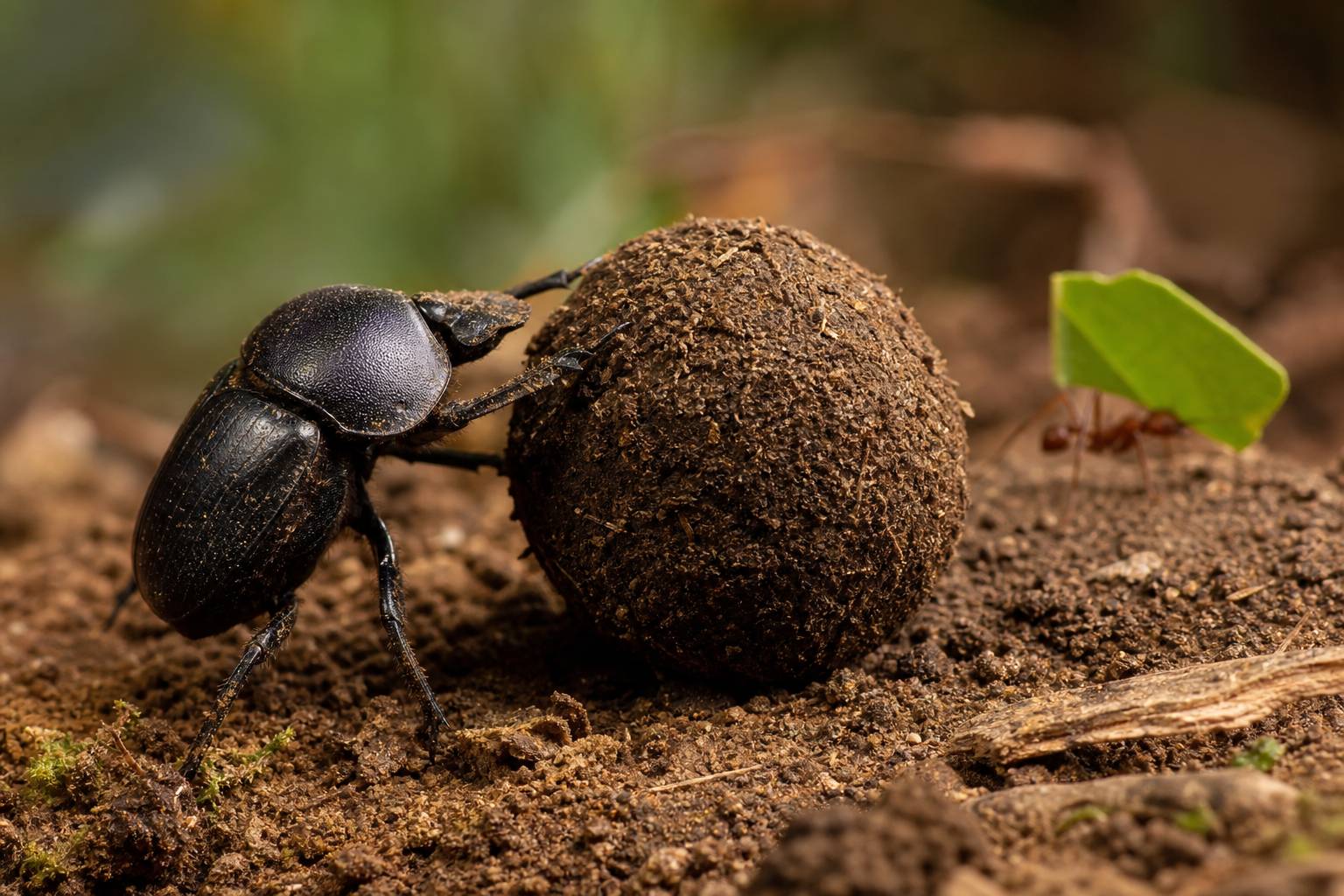 El insecto que puede levantar 1.000 veces su peso: cuáles son los más fuertes y por qué